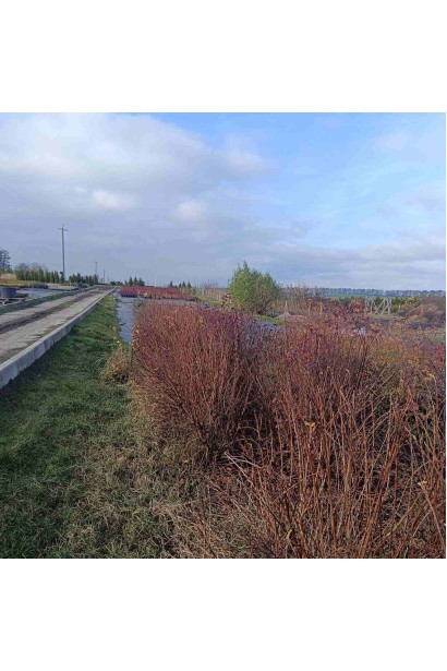 Пухироплiдник калинолистий Лютеус - ком70кг/вис.160-200см/Ø120-150см